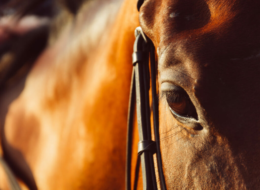 Ração contaminada com planta tóxica já matou 284 cavalos no Brasil