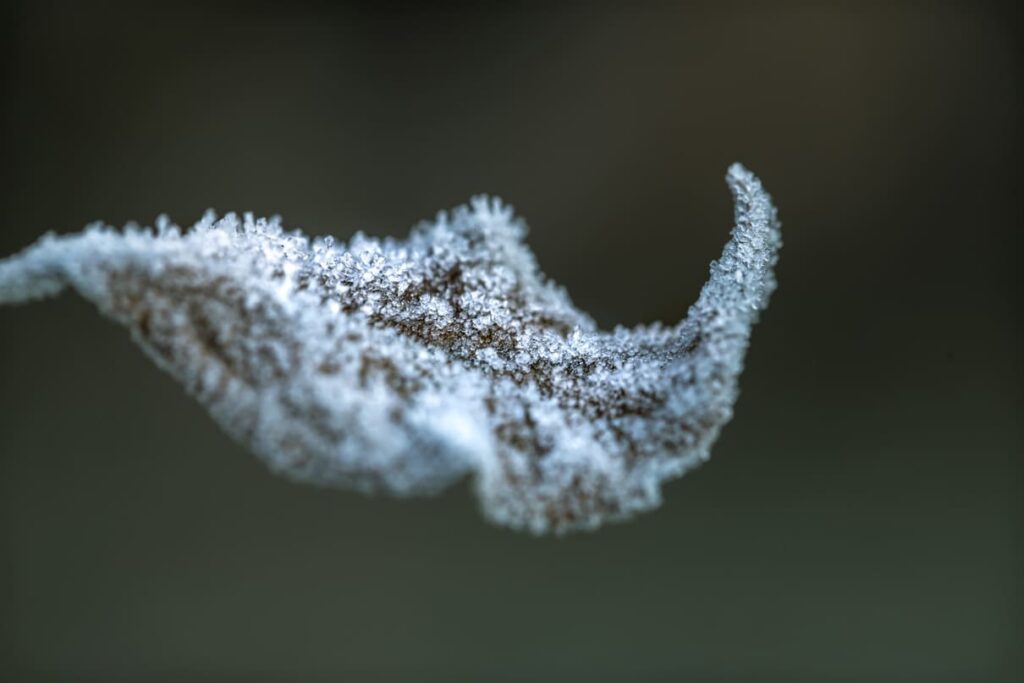 Geada queimou suas plantas? Saiba como cuidar e reverter os danos do frio intenso