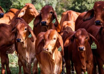 Gado como aliado da restauração: pastejo rotacionado reduz invasão de braquiária e aumenta biodiversidade no Cerrado