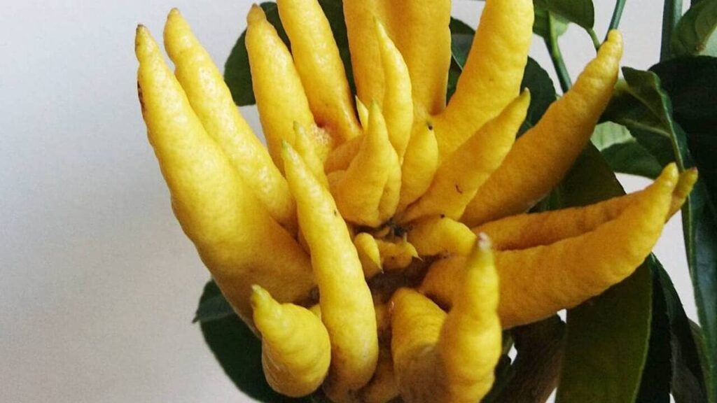 Você já viu essa fruta exótica? O limão que parece uma mão encanta pelo visual e aroma único