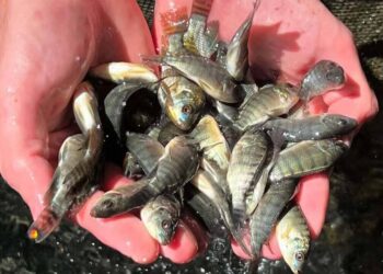Como a Embrapa reduziu o custo da tilápia no Tocantins com uma tabela alimentar inédita