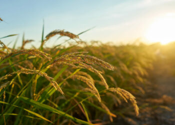 Conab abre leilão de Pepro para 350 mil toneladas de arroz no dia 5 de maio