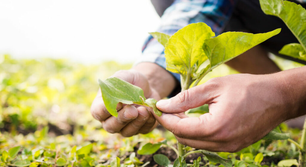 Dia Mundial da Alimentação no Paraná valoriza agricultura familiar e entrega prêmios à excelência gastronômica