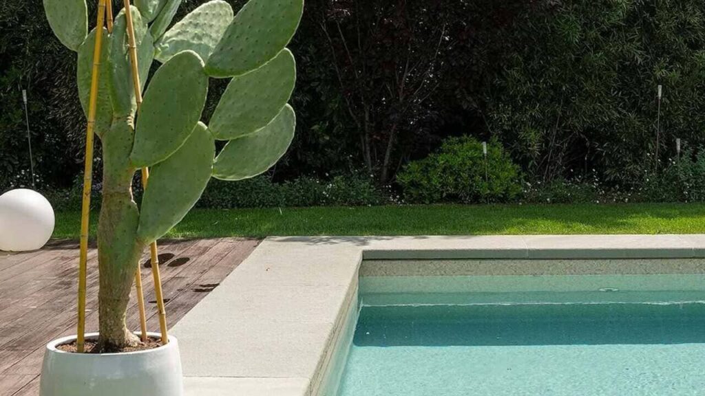Cacto figueira-da-Índia: resistência, sabor e estética no mesmo jardim
