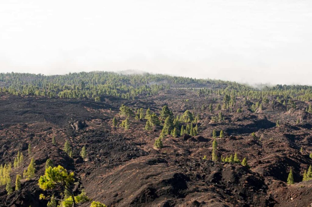 Mais de 110 milhões de hectares de natureza foram perdidos no Brasil desde 1985