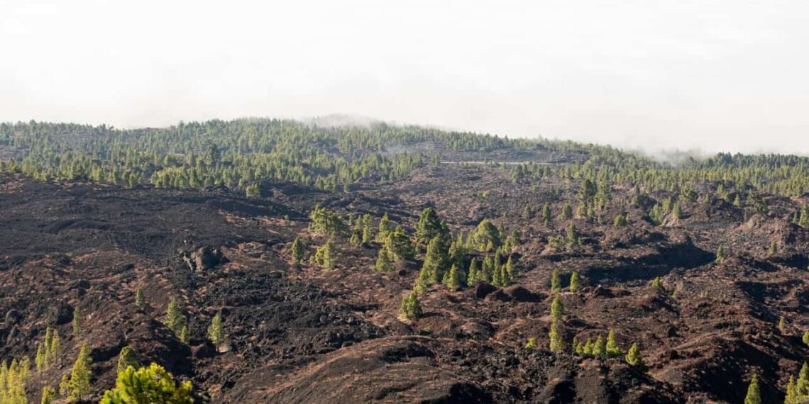 Mais de 110 milhões de hectares de natureza foram perdidos no Brasil desde 1985