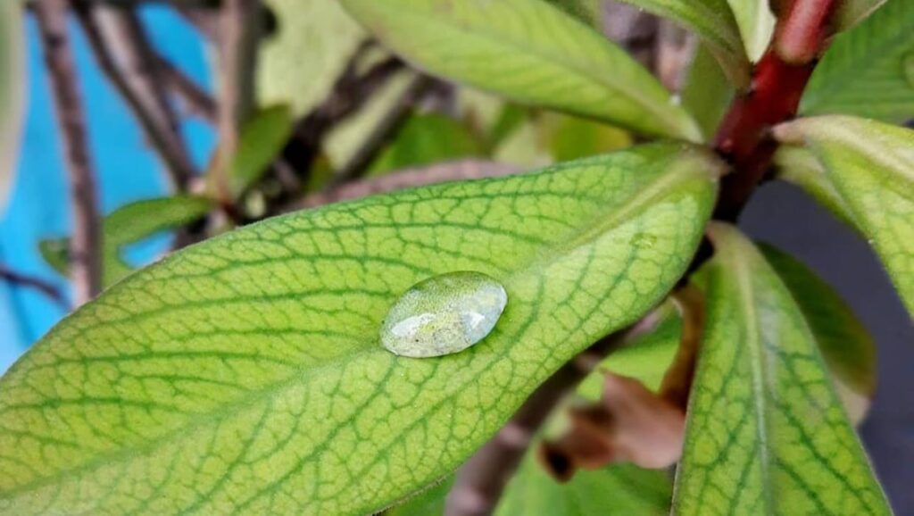 Planta Janaúba: entre o uso ornamental e medicinal, o que você precisa saber