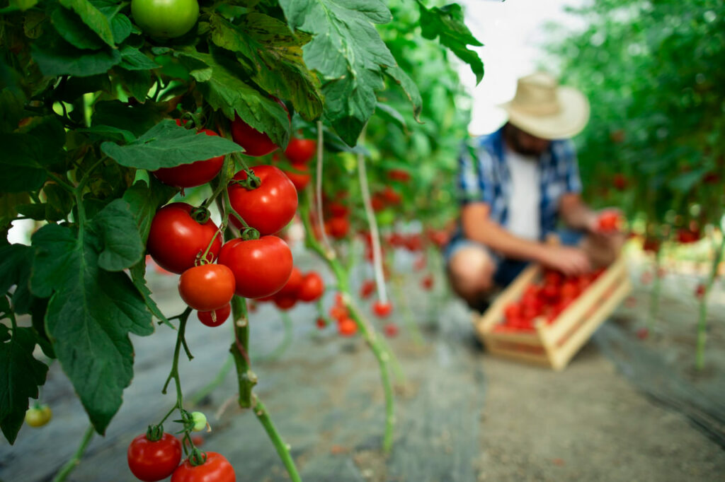 Gene descoberto no Brasil pode dobrar produtividade do tomate
