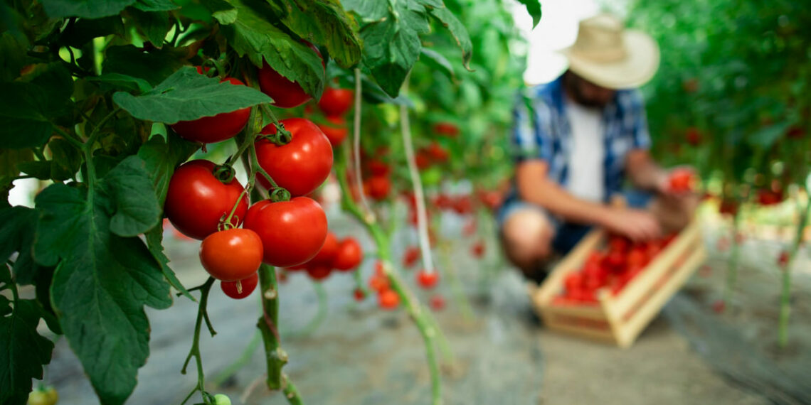 Gene descoberto no Brasil pode dobrar produtividade do tomate