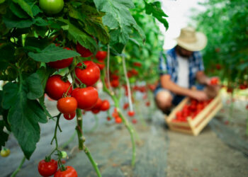 Safra de inverno começa a ganhar força e estabiliza o preço do tomate nos atacados