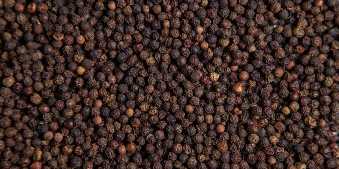 Pimenta-do-reino ganha sistema ecológico que reduz até R$ 60 mil por hectare na implantação