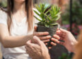 Como se define se uma planta é bonita? A ciência tem metodologia para isso, e a UEL está aplicando no Paraná