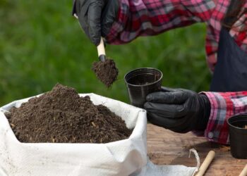 Como fazer adubo NPK caseiro fácil, barato e cheio de benefícios para suas plantas