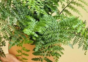 Imagem: Asplenium Parvati