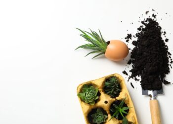 Adubo com casca de ovo: o segredo natural para plantas mais saudáveis