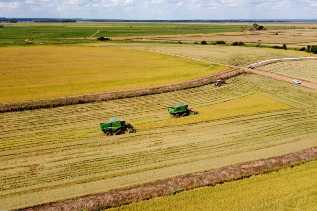 Leilão da Conab nesta quarta oferece prêmio a produtores de arroz do RS e SC — saiba como participar