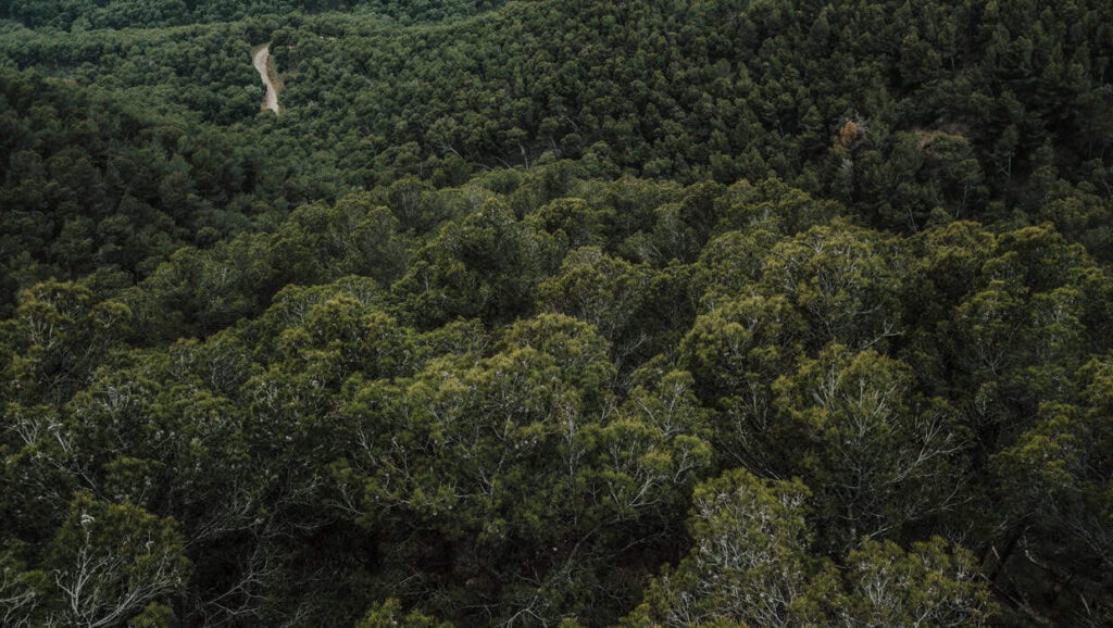 Fundo Florestas Tropicais Para Sempre: como funciona o novo modelo global de recompensa à conservação