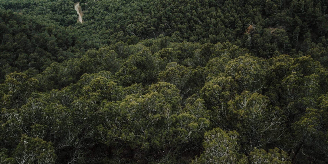 Fundo Florestas Tropicais Para Sempre: como funciona o novo modelo global de recompensa à conservação
