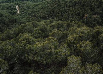 Fundo Florestas Tropicais Para Sempre: como funciona o novo modelo global de recompensa à conservação