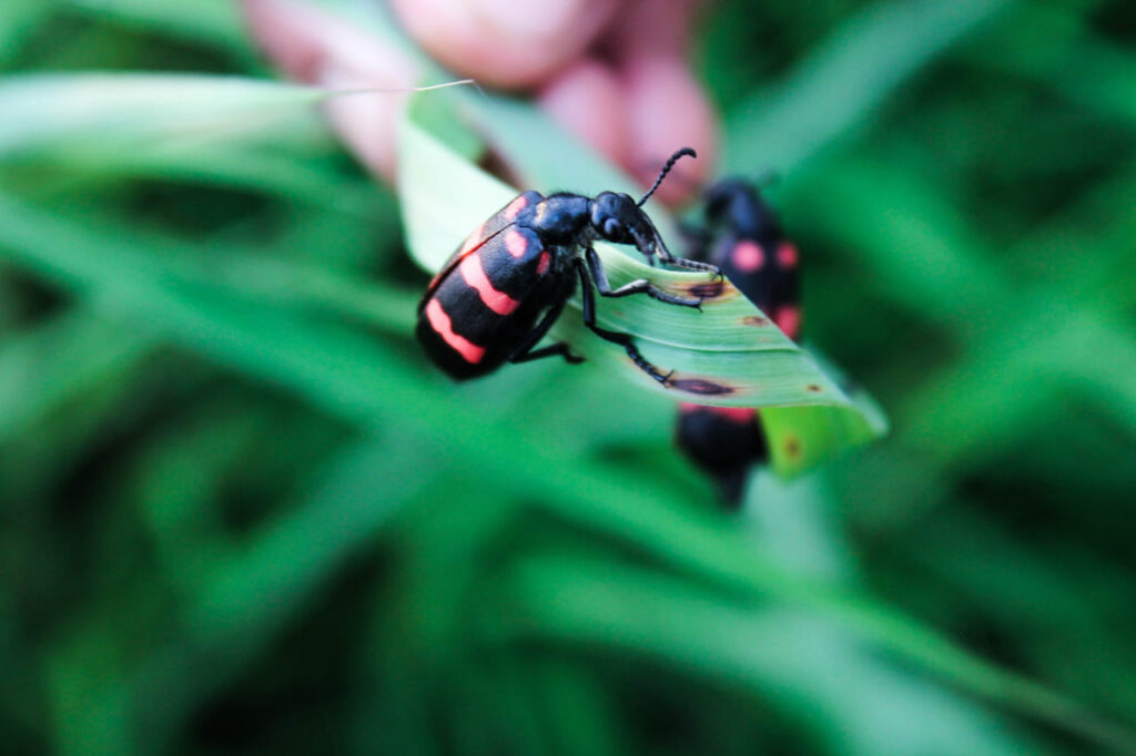 Insetos benéficos na agricultura: aliados invisíveis que protegem as lavouras naturalmente