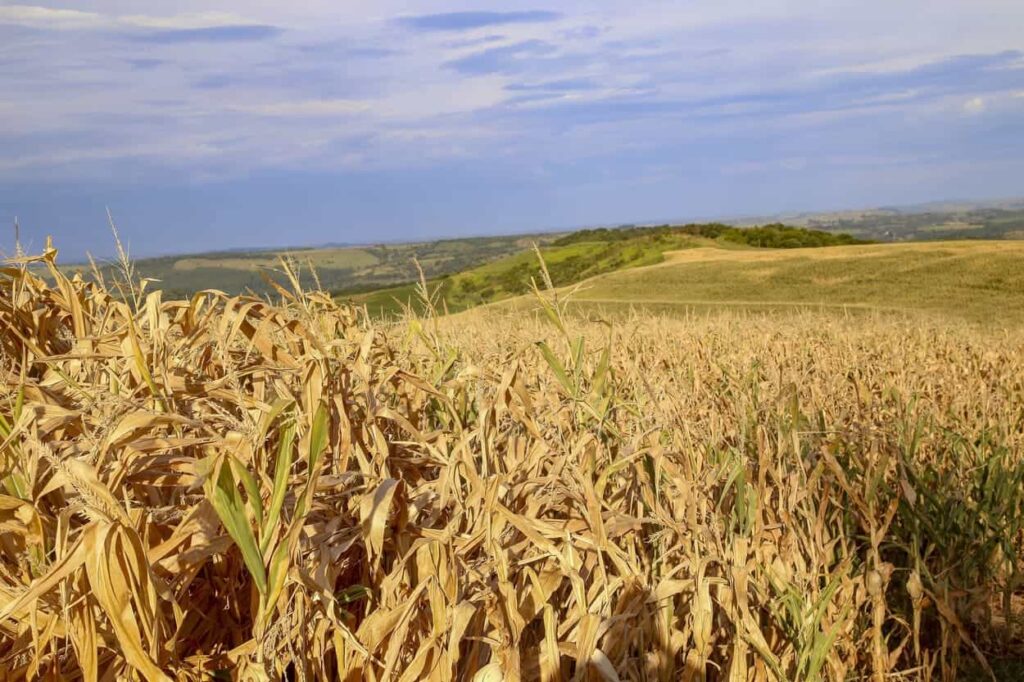 Norte do Paraná e Região Metropolitana enfrentam seca mais intensa em agosto