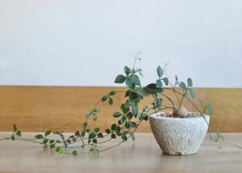 Imagem: plantifyseattle