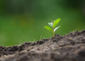 A química escondida que faz a mesma planta florescer pequena numa casa e enorme na outra