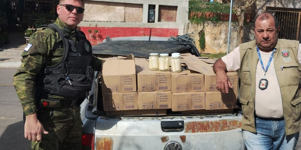 Palmito-juçara ilegal: apreensão de 288 kg expõe ameaça à Mata Atlântica