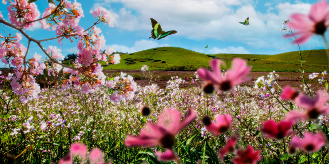 Plantas que florescem na primavera e seguem lindas até o verão
