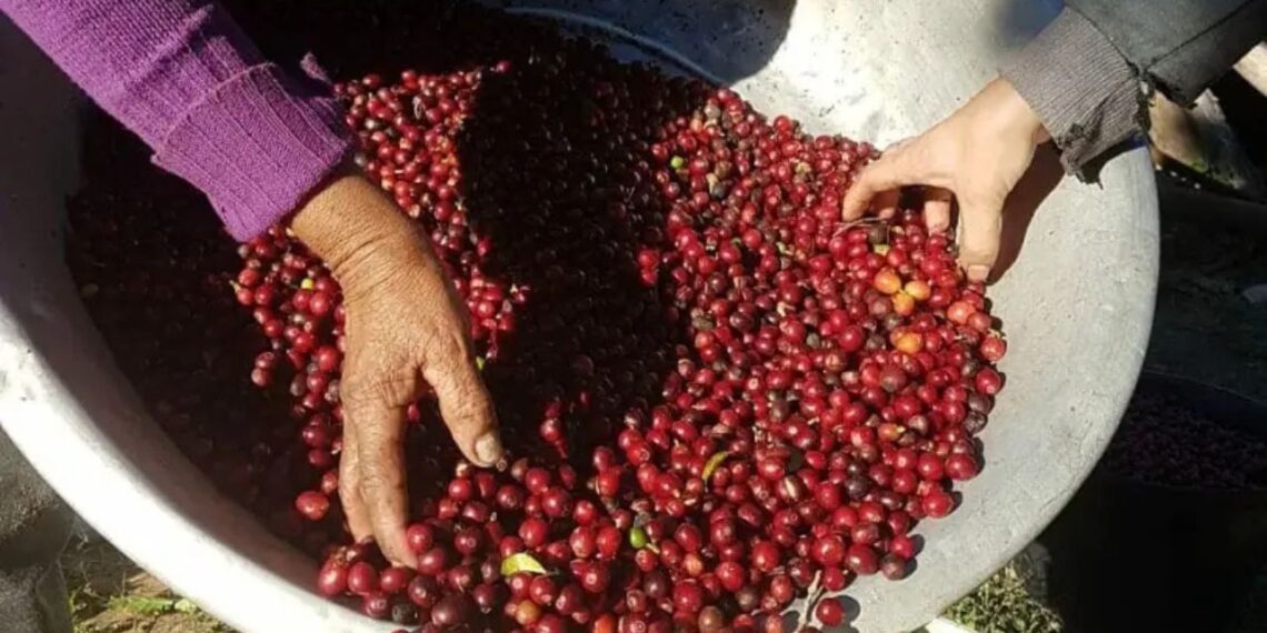 Café Arábica de Nova Alta Paulista conquista reconhecimento oficial
