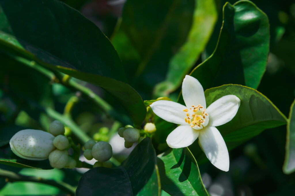 Primavera chuvosa anima cafeicultores e projeta safra promissora