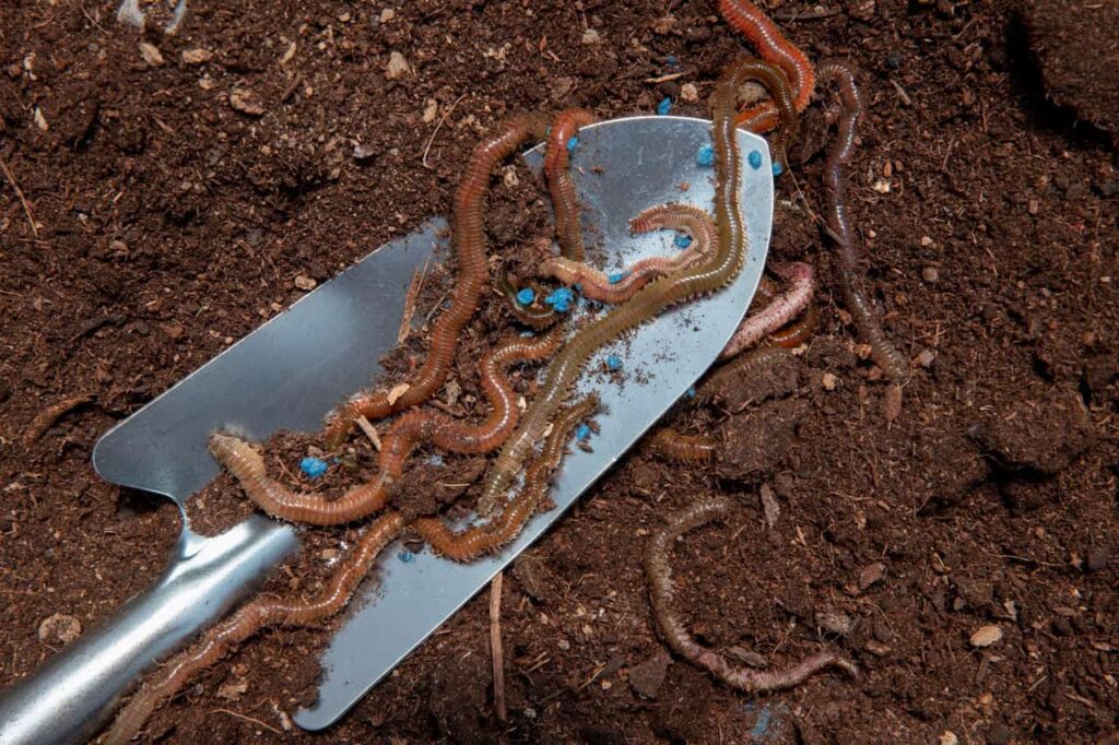 Por que o húmus de minhoca é o adubo mais indicado para flores e hortaliças