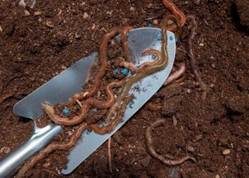 Por que o húmus de minhoca é o adubo mais indicado para flores e hortaliças