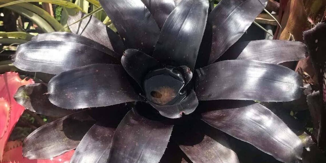 Imagem: 88_botany