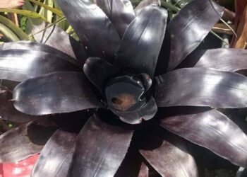 Imagem: 88_botany