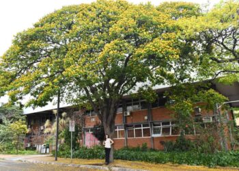 Cerrado urbano: as árvores invisíveis que agora ganham nome, voz e palco na UFU
