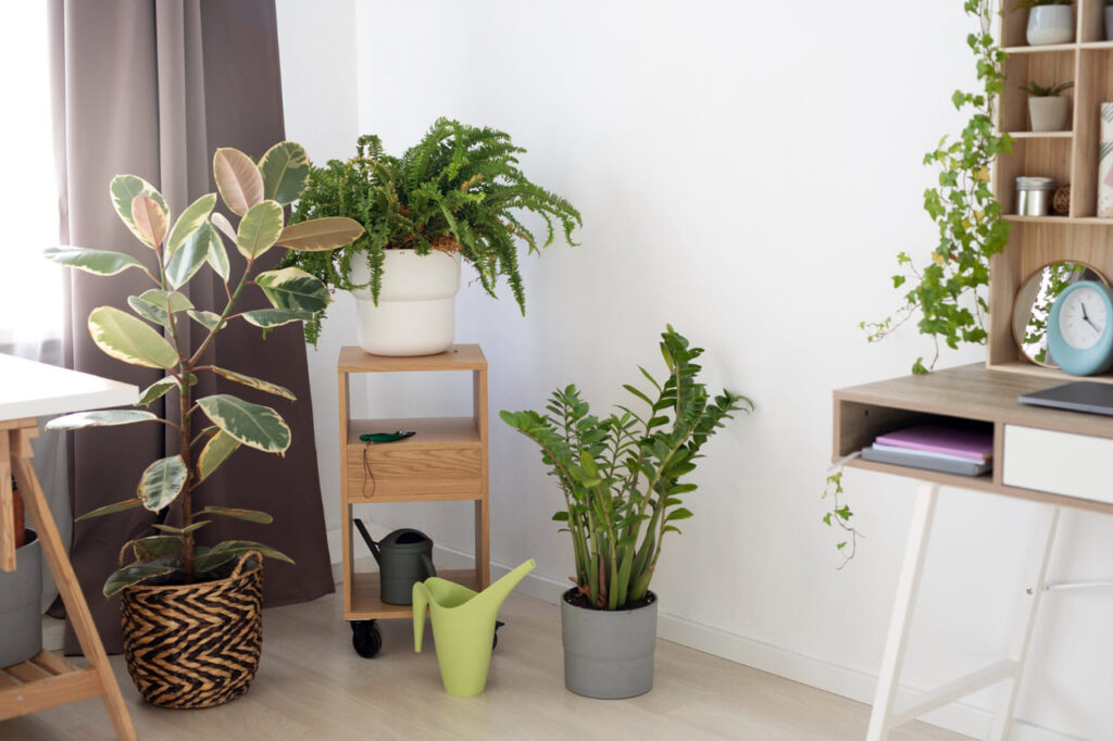 As 3 melhores plantas para decorar a casa com elegância natural