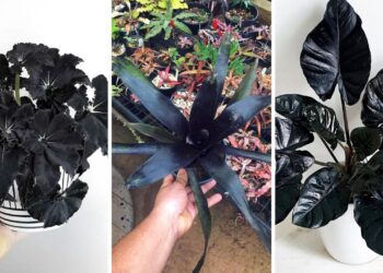 6 Plantas negras que são elegantes e transformam qualquer paisagismo