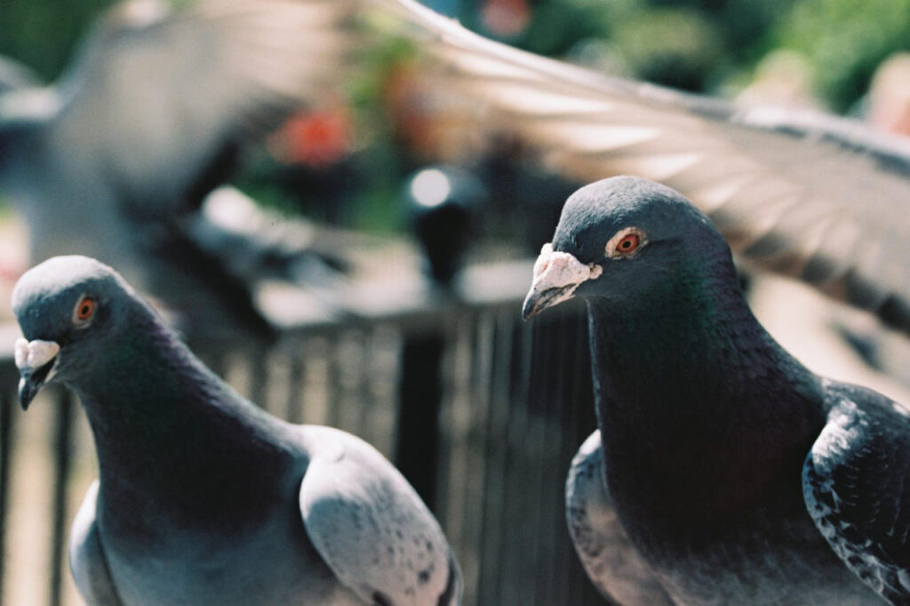 Pombo é sinal de sujeira? Veja o que a ciência diz sobre a ave urbana mais polêmica
