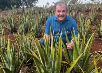 “Rei da babosa”: como o gel da aloe vera virou adubo que revitaliza lavouras