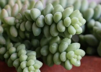 As folhas carnudas e compactas do Sedum burrito formam cachos pendentes que lembram pequenas contas verdes. O tom verde-azulado e o toque aveludado realçam a beleza escultural dessa suculenta de textura ornamental. | Imagem: nca.cactus