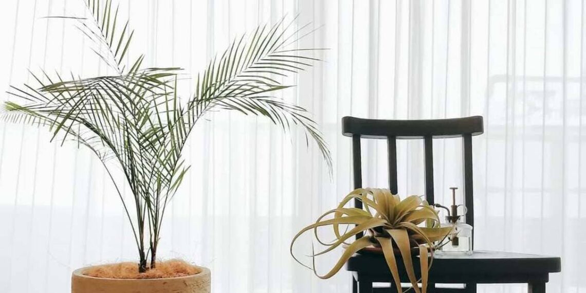 Lytocaryum weddellianum: a palmeirinha que virou desejo no paisagismo contemporâneo
