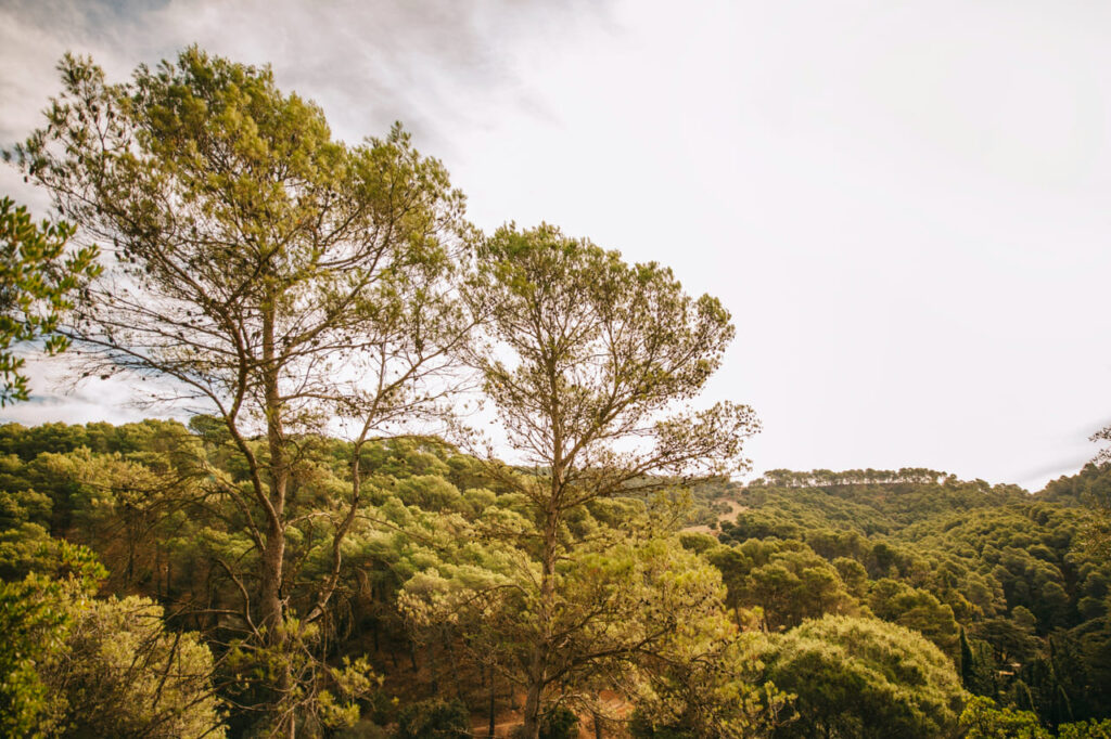 SADA Reflorestamento expande área de florestas plantadas em quase 43%