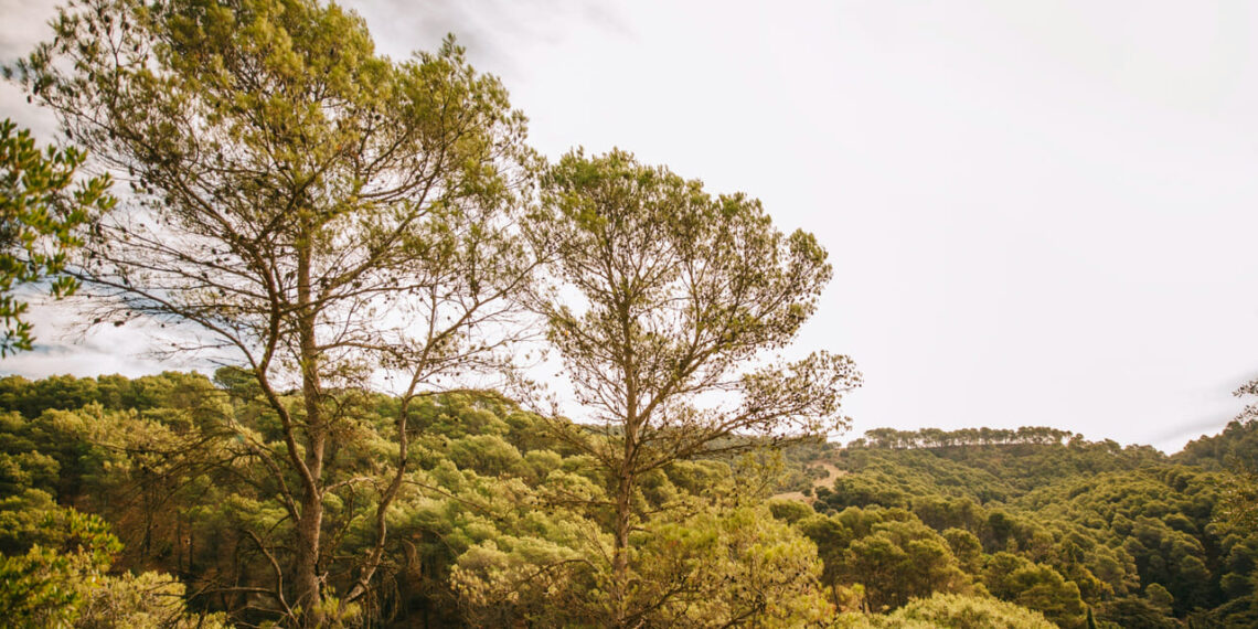 SADA Reflorestamento expande área de florestas plantadas em quase 43%