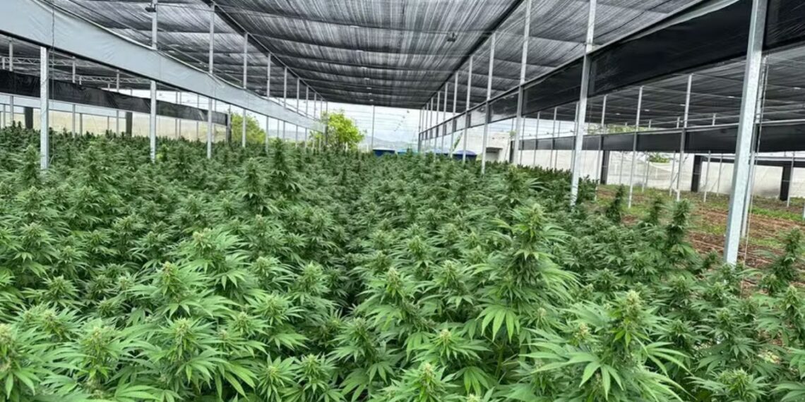 Produtos com cannabis ganham base de dados oficial no Paraná para apoiar médicos e gestores públicos