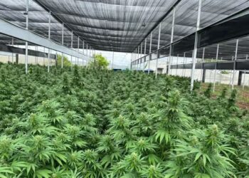 Produtos com cannabis ganham base de dados oficial no Paraná para apoiar médicos e gestores públicos