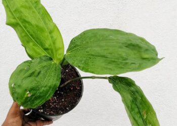Cyclanthus bipartitus (Ciclanto): a exótica folhagem que conquista paisagistas