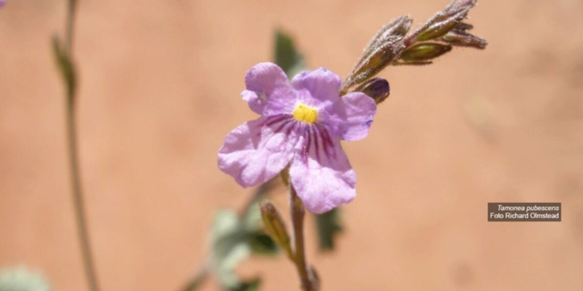 Tamonea pubescens | Foto: Richard Olmstead