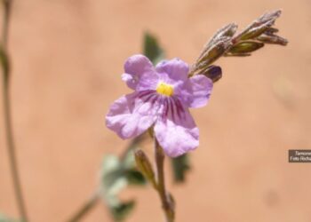 Tamonea pubescens | Foto: Richard Olmstead
