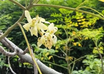 Moringa: a árvore de múltiplos usos que transforma jardins produtivos e exige consumo consciente